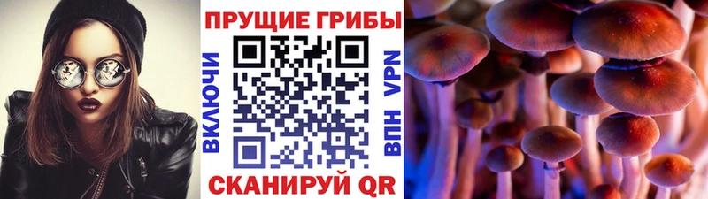 Галлюциногенные грибы Psilocybe  что такое наркотик  Краснознаменск 